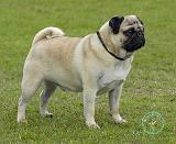 Pug 9R071D-168